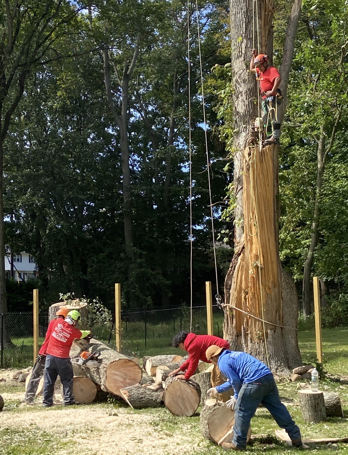 Tree Removal project by Cris Landscaping