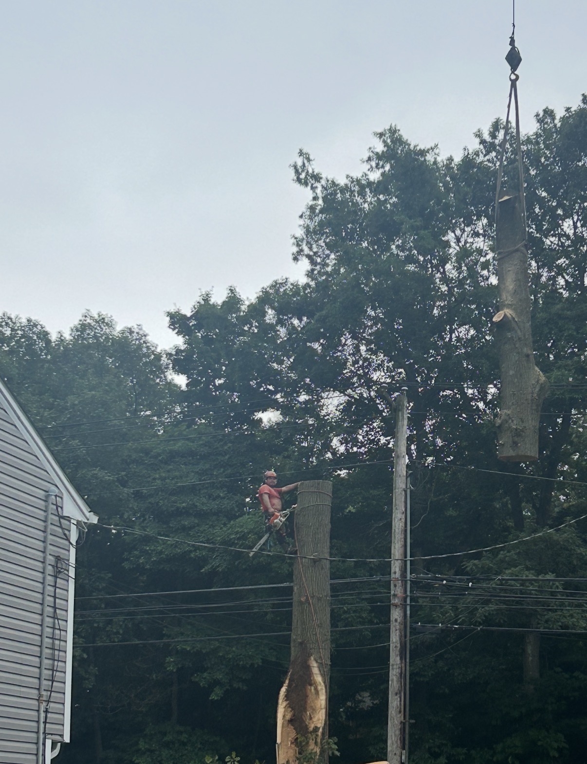 Climber sectioning a large trunk for crane lift