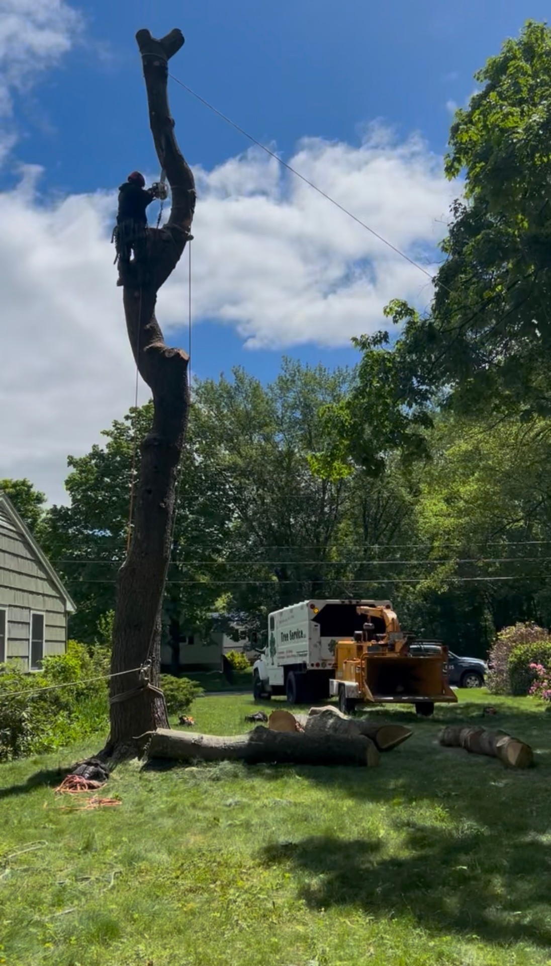 Arborist climbing a tall trunk to take it down in pieces